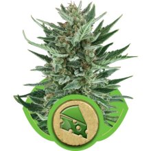 (Bild für) Royal Cheese Auto Feminised Seeds