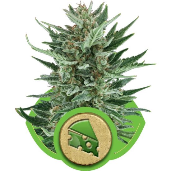 (Bild für) Royal Cheese Auto Feminised Seeds