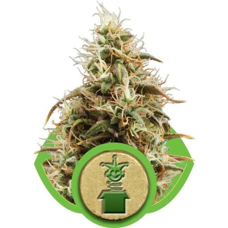 (Bild für) Royal Jack Auto Feminised Seeds