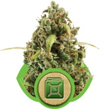 (Bild für) Diesel Auto Feminised Seeds