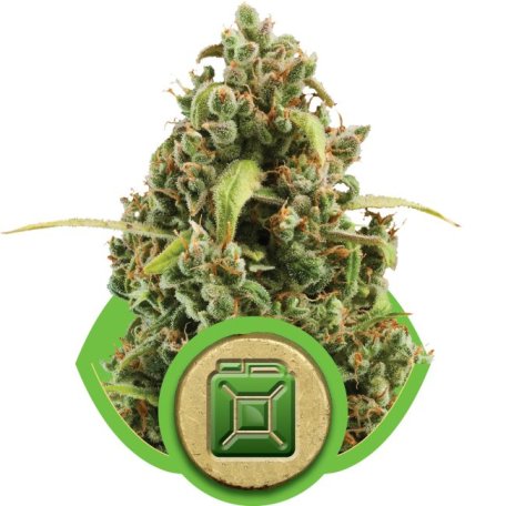 (Bild für) Diesel Auto Feminised Seeds