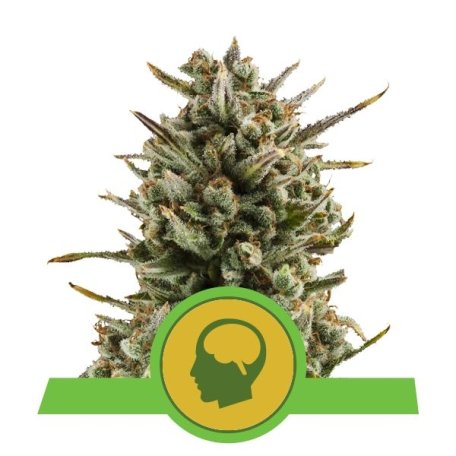 (Bild für) Amnesia Haze Auto Feminised Seeds