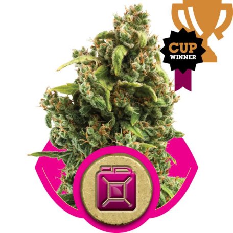 (Bild für) Sour Diesel Feminised Seeds