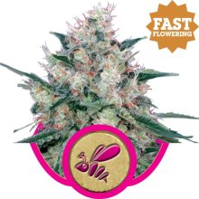 (Bild für) Honey Cream Fast Feminised Seeds