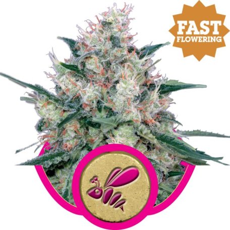 (Bild für) Honey Cream Fast Feminised Seeds