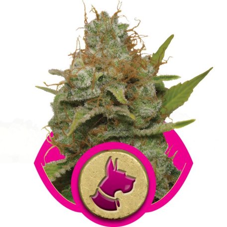 (Bild für) Kali Dog Feminised Seeds