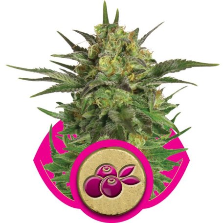 (Bild für) Haze Berry Feminised Seeds