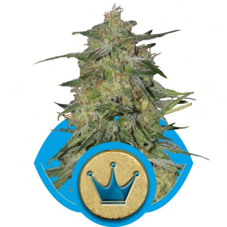 (Bild für) Royal Highness CBD Feminised Seeds