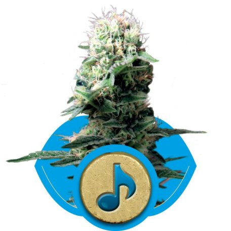 (Bild für) Dance World CBD Feminised Seeds