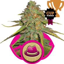 (Bild für) O.G. Kush Feminised Seeds