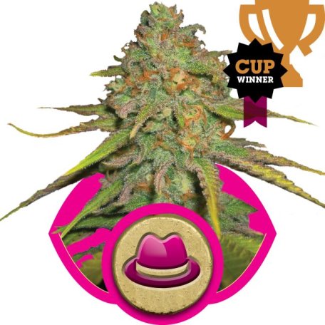 (Bild für) O.G. Kush Feminised Seeds