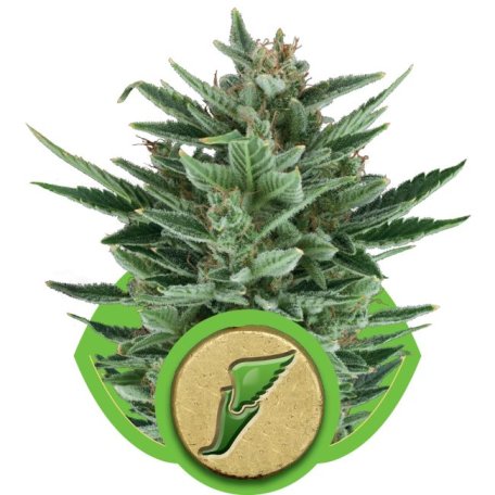 (Bild für) Quick One Auto Feminised Seeds