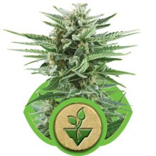 (Bild für) Easy Bud Auto Feminised Seeds