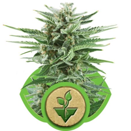 (Bild für) Easy Bud Auto Feminised Seeds