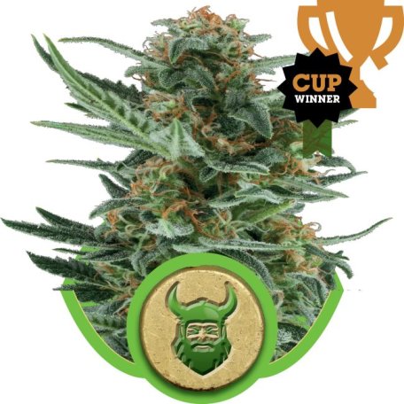 (Bild für) Royal Dwarf Auto Feminised Seeds