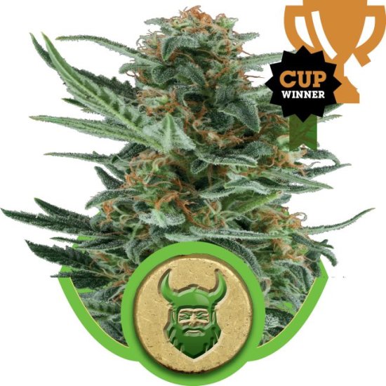 (Bild für) Royal Dwarf Auto Feminised Seeds