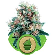 (Bild für) Royal Creamatic Auto Feminised Seeds