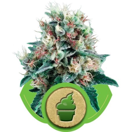 (Bild für) Royal Creamatic Auto Feminised Seeds
