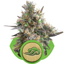 (Bild für) Royal Bluematic Auto Feminised Seeds
