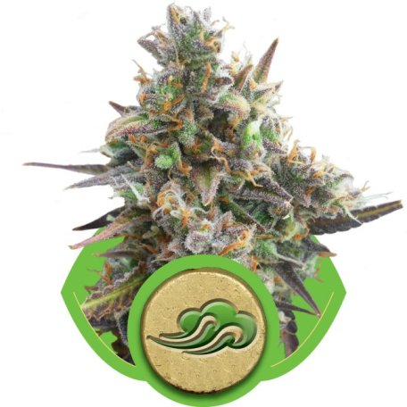 (Bild für) Royal Bluematic Auto Feminised Seeds