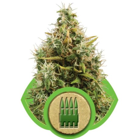 (Bild für) Royal AK Auto Feminised Seeds
