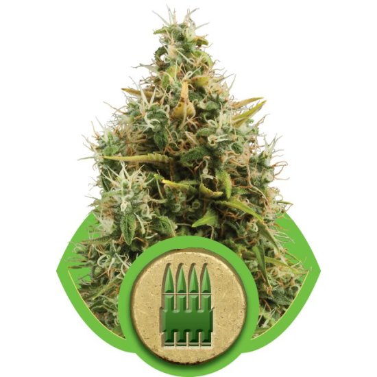 (Bild für) Royal AK Auto Feminised Seeds