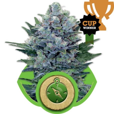 (Bild für) Northern Light Auto Feminised Seeds