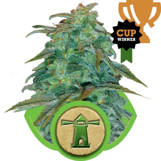 (Bild für) Royal Haze Auto Feminised Seeds