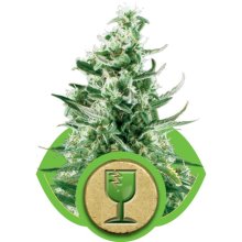 (Bild für) Royal Critical Auto Feminised Seeds