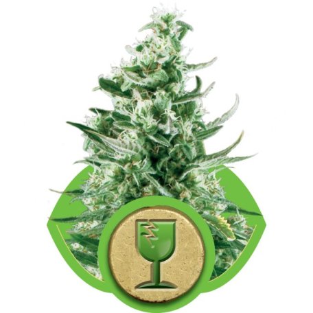 (Bild für) Royal Critical Auto Feminised Seeds