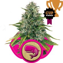 (Bild für) Royal Moby Feminised Seeds