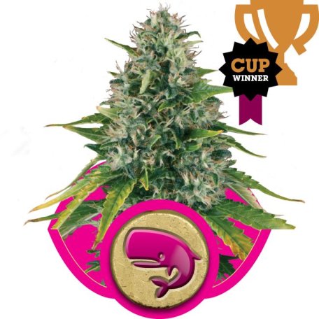 (Bild für) Royal Moby Feminised Seeds