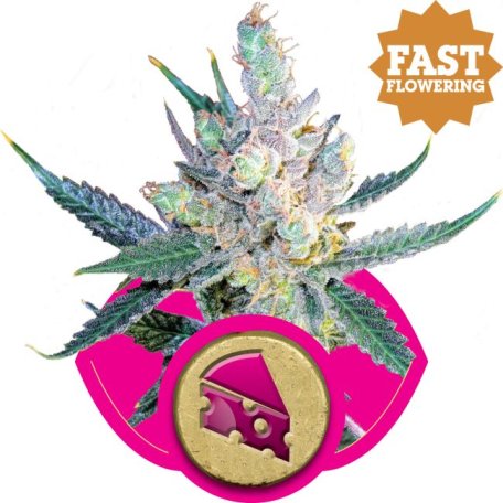 (Bild für) Royal Cheese Fast Feminised Seeds