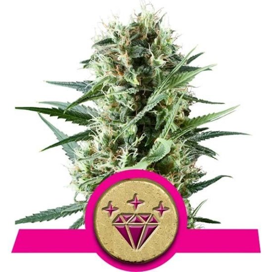 (Bild für) Special Kush #1 Feminised Seeds