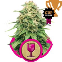 (Bild für) Critical Feminised Seeds