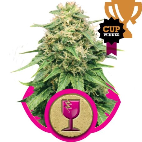 (Bild für) Critical Feminised Seeds