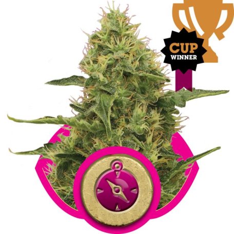 (Bild für) Northern Light Feminised Seeds