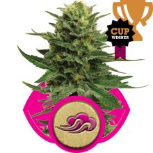 (Bild für) Blue Mystic Feminised Seeds