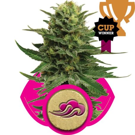 (Bild für) Blue Mystic Feminised Seeds