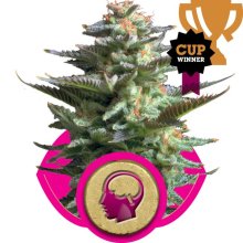 (Bild für) Amnesia Haze Feminised Seeds