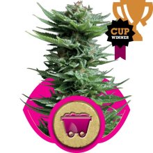 (Bild für) Shining Silver Haze Feminised Seeds