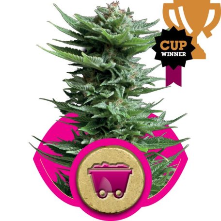 (Bild für) Shining Silver Haze Feminised Seeds
