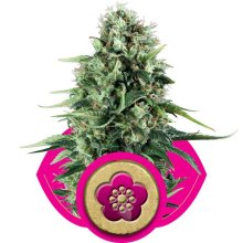 (Bild für) Power Flower Feminised Seeds