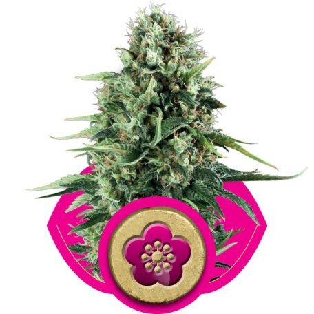 (Bild für) Power Flower Feminised Seeds
