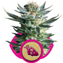 (Bild für) Fruit Spirit Feminised Seeds