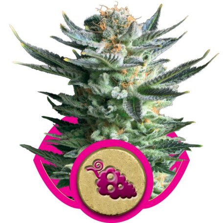 (Bild für) Fruit Spirit Feminised Seeds