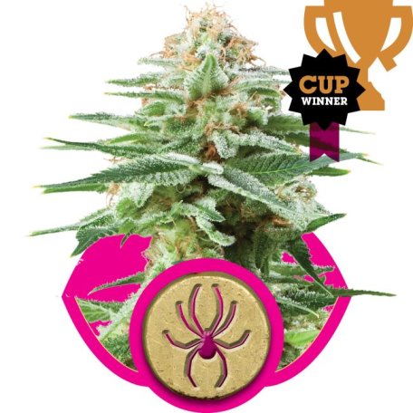 (Bild für) White Widow Feminised Seeds