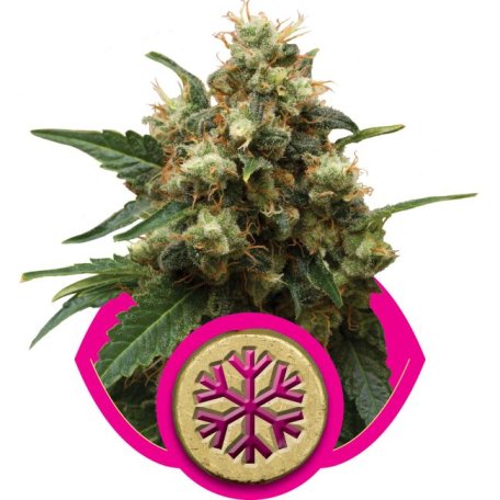 (Bild für) Ice Feminised Seeds