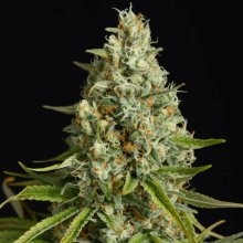 (Bild für) Amnesia Lemon Feminised Seeds