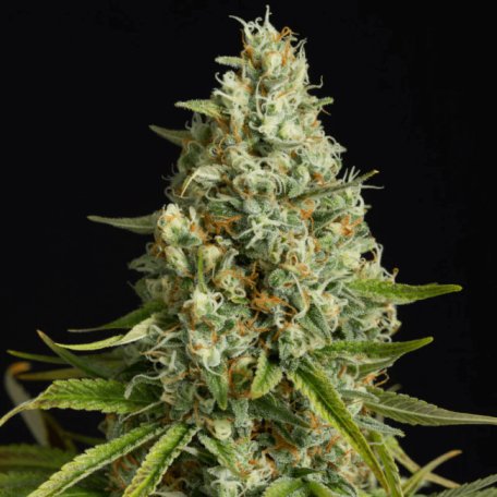 (Bild für) Amnesia Lemon Feminised Seeds